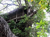 Back of Beyond - Dehigaha Ela - Tree House Kon Tree