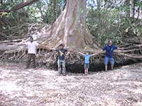 large kumbuk tree at property boundary
