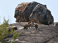 Leopards at Yala NP
